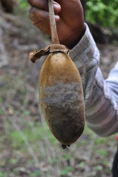 Fruit de baobab, Cap-Vert