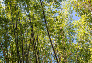 Forêt de bambous à Luang Prabang, Laos