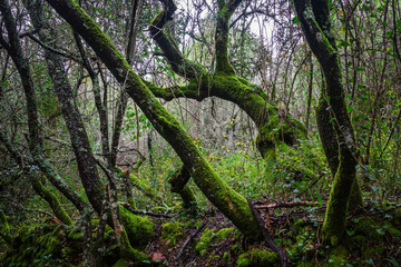 Beautiful tree covered with green moss in the trails of the village of Beselgas, Serra de Aire, Portugal