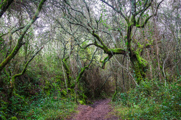 Beautiful tree covered with green moss in the trails of the village of Beselgas, Serra de Aire, Portugal