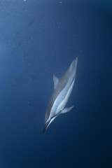 Naklejka premium Spinner dolphin swimming below the surface. Fast check with dolphins. Encounter during snorkeling. 