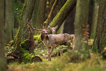 Fallow deer protecting territory. Deer during rutting time. Fallow deer herd in the forest....