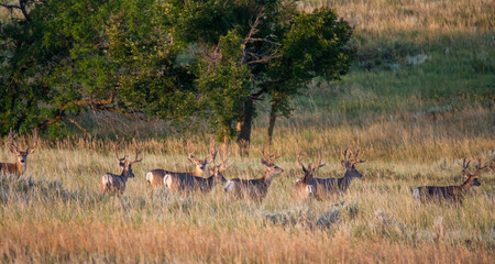 Herd of mule deer bucks in the Theodore Roosevelt National Park