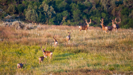 Herd of mule deer bucks in the Theodore Roosevelt National Park - obrazy, fototapety, plakaty