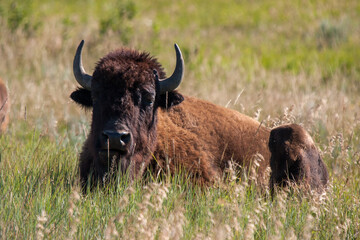Bedded bison on the prairie