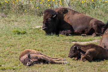 Bedded bison family on the prairie