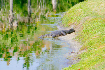 Alligator is taking sun bath