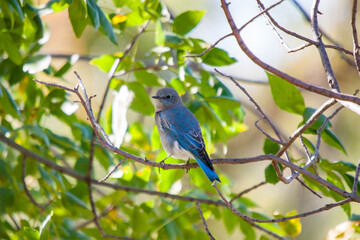 Mountain bluebird perched on a twig