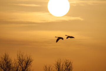 Canada geese flying at sunrise
