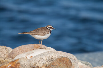 Killdeer on a rock