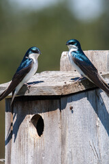 Tree swallows on a nest box