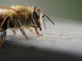 close up photo of a honey bee