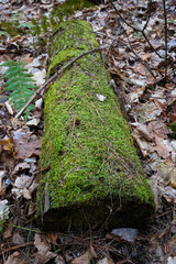 moss covered log