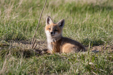 Fox pup at his den