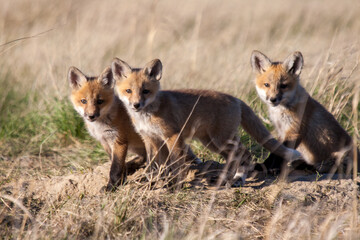 Fox pups at their den