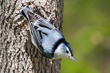 White-breasted nuthatch on a tree