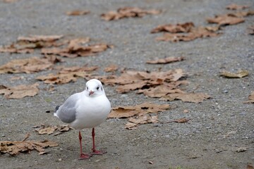 A seagull standing on cement ground with a lot of copy space. There are dry leaves scattered sparsely on the ground. Harbor or pier scene on late autumn day.