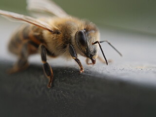 close up photo of a honey bee