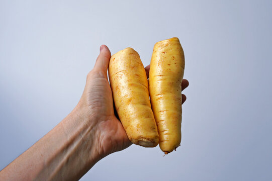 Arracacha or baroa potato on hand in a bright background