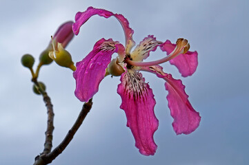 Silk floss tree flowers (Ceiba speciosa or Chorisia speciosa)