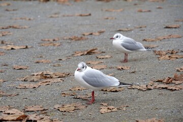 Two seagulls looking at different directions standing on cement ground with a lot of copy space. There are dry leaves scattered sparsely on the ground. Harbor or pier scene on late autumn day.