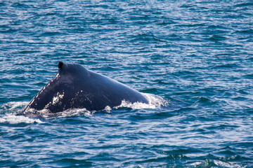 Fototapeta premium Humpback whale diving