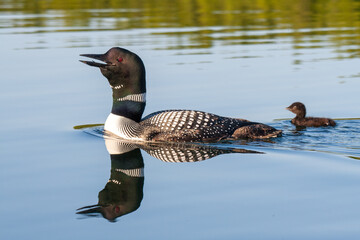 Common loon calling on an Alaskan pond © DeVane