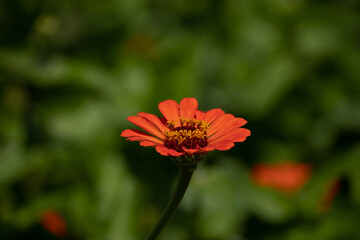 Selective focus on zinnia flowers against blurred background. Eye catches garden background.
Positive vibes and emotions.