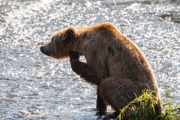 Brown Bear scratching near the Brook River
