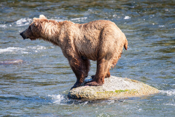 Brown Bear balanced on a rock in the Brook River