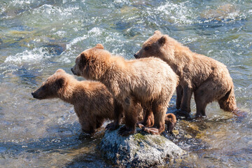 Three brown bear cubs on a rock in the Brook River © DeVane