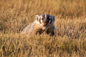 American badger near his burrow