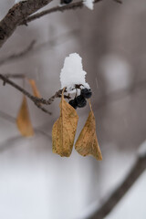 Snow on withered berries and leaves