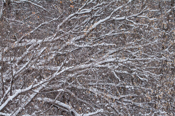 Fototapeta na wymiar Snowy tree branches
