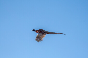 Rooster pheasant in flight