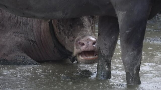 Close up the mouth of buffalo near dirty water