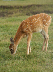 Naklejka na ściany i meble Fawn Deer Spots Eating Digital Wildlife Photography