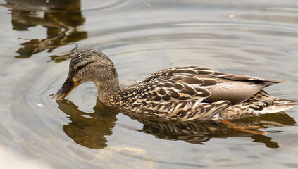 A duck in its natural environment swimming in a pond