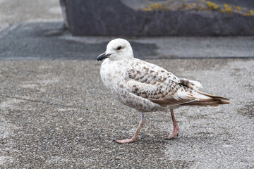 A close-up seagull wandering around