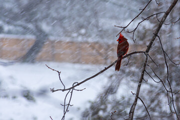 Cardinal at the birdfeeder during snowstorm