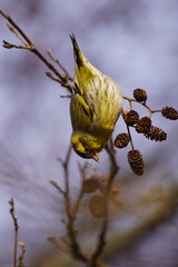 Czyż ,ptak czyż , dziki ptak ,ptak na gałęzi ,kolorowy ptak  © LBanacki