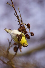 Czyż ,ptak czyż ,jedzący ptak ,ptak na gałęzi ,kolorowy ptak © LBanacki