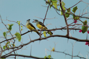 yellow wagtail on a branch