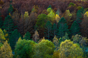 Fototapeta na wymiar autumn forest in the morning