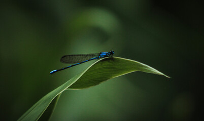 blue dragonfly on leaf