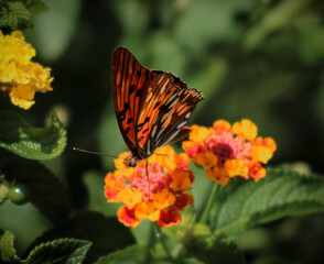butterfly on flower