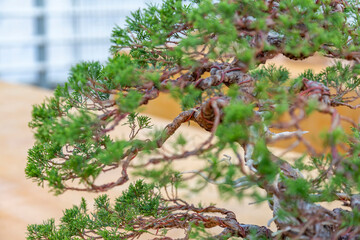 Miniature plant grown in a tray according to Japanese Bonsai traditions
