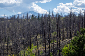 Fire affects showing blackened pine  at Eleven Mile Canyon, Rocky Mountains.