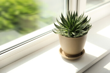 Beautiful potted plant on windowsill at home. Space for text