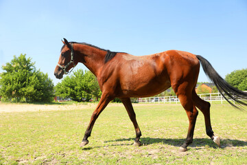 Bay horse in paddock on sunny day. Beautiful pet